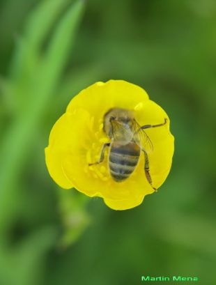 Insecticidas neurot&oacute;xicos na nosa alimentaci&oacute;n e na natureza