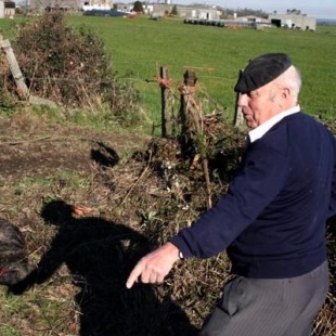 As noticias relacionadas cos ataques do lobo son moi frecuentes nos medios de comunicaci&oacute;n / Foto: Naturaleza Dixital