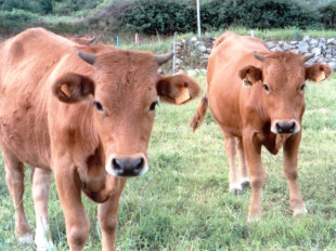 Segundo a CIG, os veterinarios pasaron de ter entre 15 e 20 avisos diarios a non atender ning&uacute;n