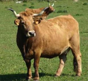 As explotaci&oacute;ns deber&aacute;n figurar no novo rexistro