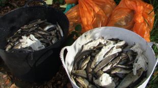 Troitas recollidas no Leng&uuml;elle despois do &uacute;ltimo vertido