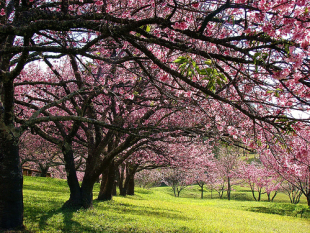 Cerdeiras en flor &ndash; Flickr Khas 2000