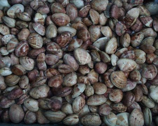 A ameixa &eacute; un dos mariscos que m&aacute;is se extrae ilegalmente da R&iacute;a do Burgo