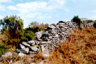 D&uacute;as imaxes do foxo da Xesta, na Lama