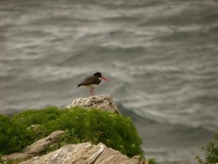 Aves da zona ZEPA da Mari&ntilde;a Luguesa. FOTO: http://avesdelamarinalucense.blogspot.com/