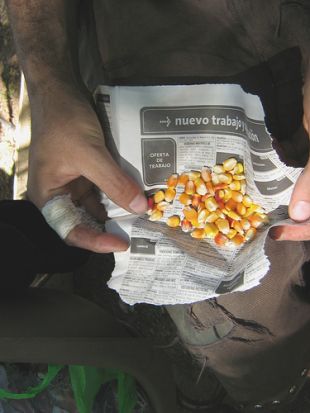 O BM responsabiliza os biocombust&iacute;beis da desaparici&oacute;n das reservas de cereais para o consumo