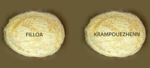 As filloas galegas disque son m&aacute;is saborosas