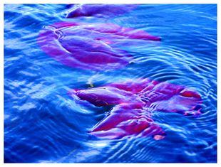 "Saca a lingua a flote" de Manu Lago imp&uacute;xose no apartado de fotos