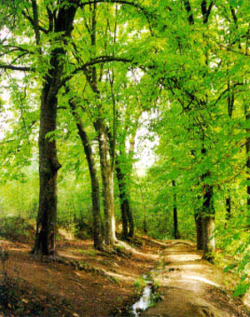 Fomentar a potencialidade ambiental e produtiva das superficies forestais &eacute; un dos obxectivos deste proxecto