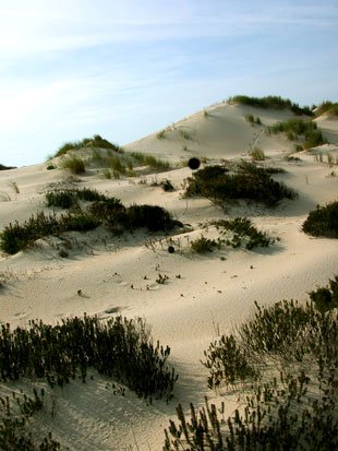 Dunas de Mira, onde Pescanova pretende constru&iacute;r a planta / Foto: Ant&oacute;nio Campos