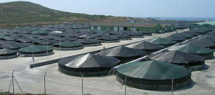 O goberno levar&aacute; ao Parlamento diversas iniciativas para "impulsar a recuperaci&oacute;n" do proxecto acu&iacute;cola da empresa Pescanova en Cabo Touri&ntilde;&aacute;n