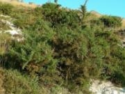 A prevenci&oacute;n de incendios &eacute; outra das vantaxes