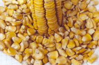 Monsanto ten permiso para cultivar transx&eacute;nicos en Arz&uacute;a, Ribeira, Mes&iacute;a, Vilalba e Chantada.