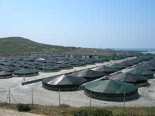 Piscifactor&iacute;a de rodaballo de Lira