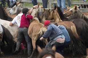 As rapas das bestas te&ntilde;en unha gran tradici&oacute;n no pa&iacute;s, esta fin de semana t&oacute;calle a Viveiro / Foto: Xaimex