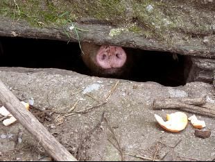 John Barlow est&aacute; casado cunha vexetariana