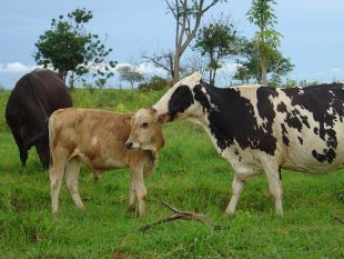 Flickr: Marco Senche