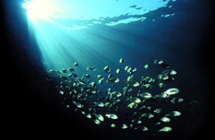 Os oc&eacute;anos vense perxudicados por pr&aacute;cticas como o lavado das sentinas dos buques