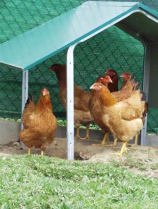 Gali&ntilde;a de Mos