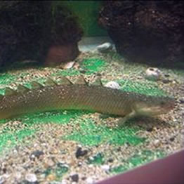 Un peixe, inspiraci&oacute;n do ex&eacute;rcito