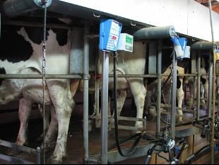 O vindeiro ano o IGAPE prestar&aacute; axuda aos gandeiros endebedados