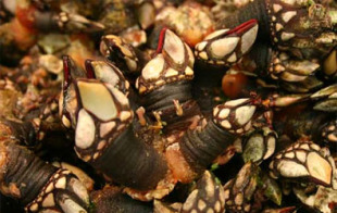 Cotizado a 150 euros na actualidade, no pasado o percebe non ti&ntilde;a ning&uacute;n valor