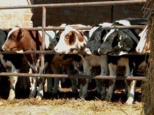 Portugal perdeu en 10 anos 45 mil explotaci&oacute;ns leiteiras