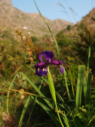O lirio do Xur&eacute;s &eacute; unha especie en perigo de extinci&oacute;n (Foto: Xabier Perdiz)