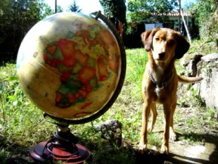 A cadela Maca, na horta das compo&ntilde;entes do grupo