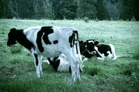 En Galiza hai m&aacute;is de 14.000 explotaci&oacute;ns leiteiras / Foto: Seb&aacute;stian