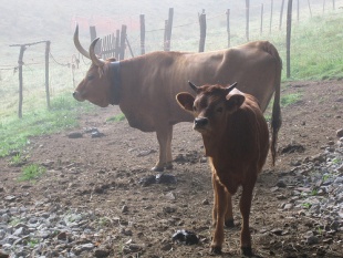 Unha vaca e unha puchi&ntilde;a da raza cachena, propia do Xur&eacute;s. Flickr: fontearcada