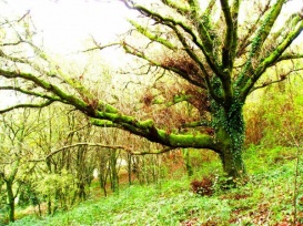 Imaxe da Fraga de Men&aacute;ncaro / Miguel A. Fern&aacute;ndez