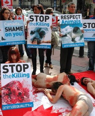 Protesta contra a matanza de focas permitida por Canad&aacute; / Flickr: