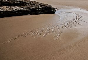 "Ra&iacute;ces da terra", de Neus Manteiga