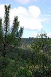 Un pi&ntilde;eiro e un eucalipto / Flickr: dorfun