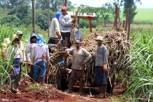 As &aacute;reas de traballo esclavo no Brasil coinciden coas zonas onde est&aacute;n as meirandes explotaci&oacute;ns gandeiras e forestais do pa&iacute;s