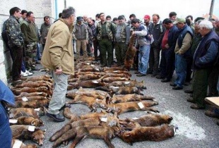 Imaxe dun dos campionatos de caza de raposo / Fotograf&iacute;a: ADEGA